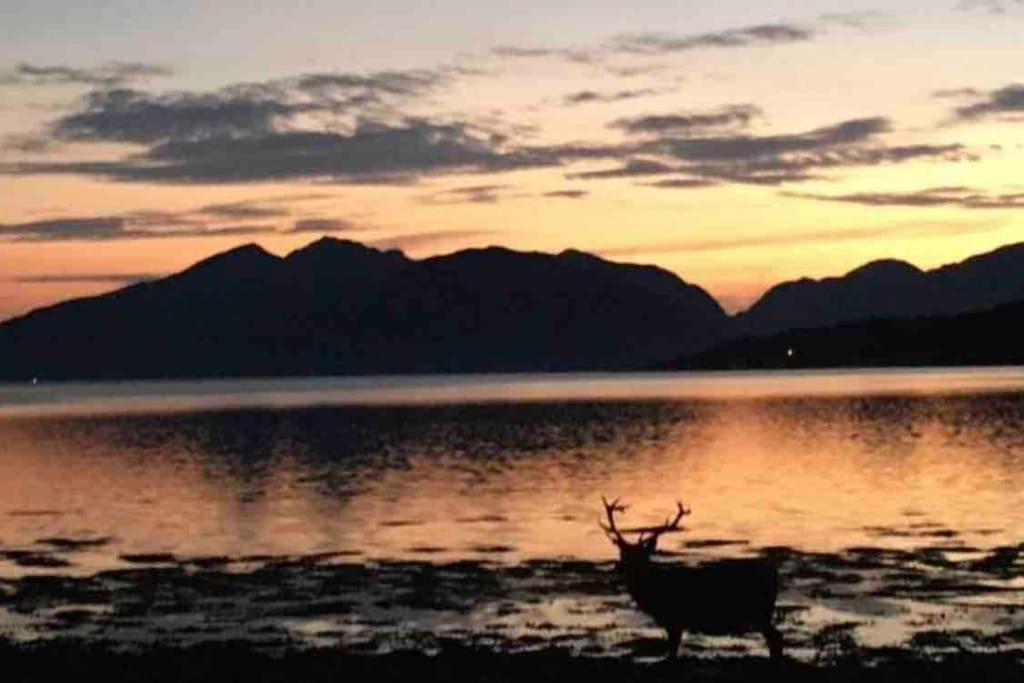 The Fox'S Den, Luxury Cosy Mini Lodge, Highlands ノース・バラチュリッシュ エクステリア 写真
